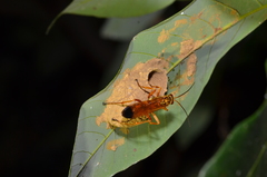 Macromerella honesta