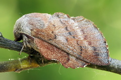 Phyllodesma japonica