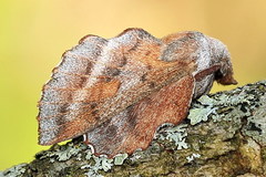 Phyllodesma japonica