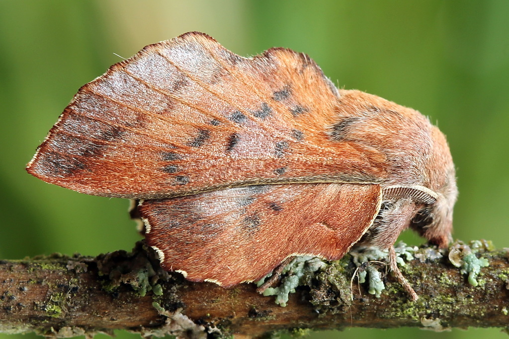 Phyllodesma tremulifolia
