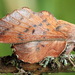 Phyllodesma tremulifolia - Photo (c) Andrey Ponomarev,  זכויות יוצרים חלקיות (CC BY-NC), uploaded by Andrey Ponomarev