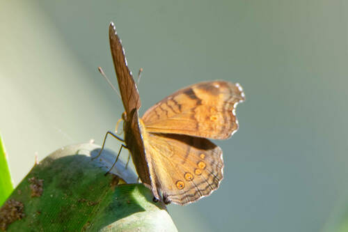 Brown Pansy