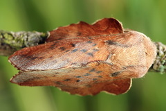 Phyllodesma tremulifolia