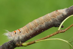 Phyllodesma tremulifolia