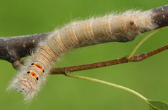 Phyllodesma tremulifolia