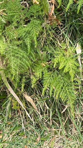 Asparagus setaceus observed 2023-06-16