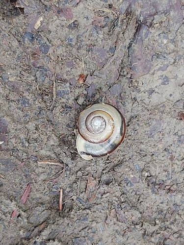 faustína opásaná (Faustina faustina)