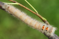 Phyllodesma tremulifolia