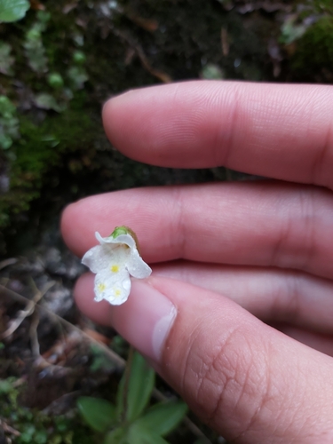 tučnica alpínska (Pinguicula alpina)