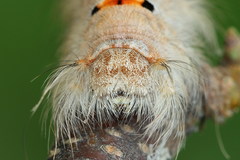 Phyllodesma tremulifolia