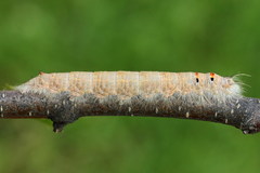 Phyllodesma tremulifolia