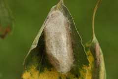 Phyllodesma tremulifolia