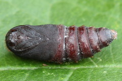 Phyllodesma tremulifolia