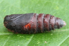 Phyllodesma tremulifolia