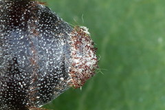 Phyllodesma tremulifolia