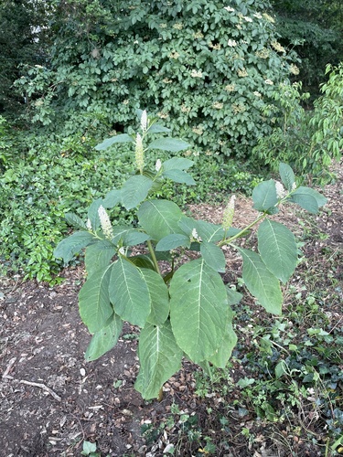 Phytolacca acinosa