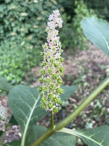 Phytolacca acinosa