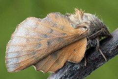Phyllodesma tremulifolia