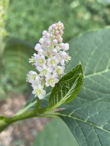 Phytolacca acinosa