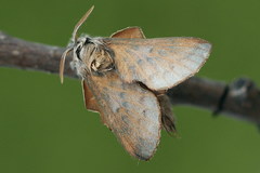 Phyllodesma tremulifolia