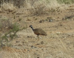 Eupodotis caerulescens