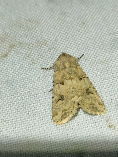 Anarta sodae