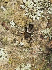 Drapetisca alteranda