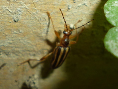 Metacmaeops vittata