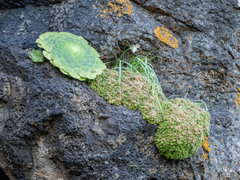 Monanthes polyphylla subsp. polyphylla image