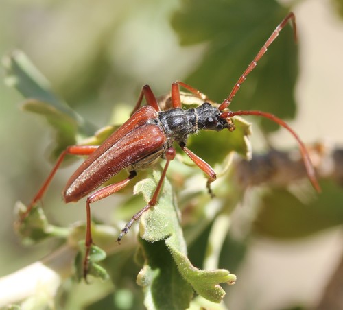 Stenocorus vestitus photo 5