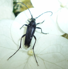 Typocerus lugubris
