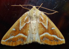 Caripeta angustiorata