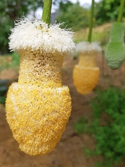 Parkia speciosa