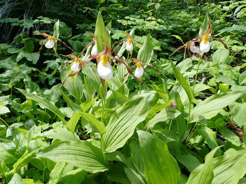 iNaturalist observation 2023-06-14