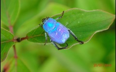 Hoplia coerulea