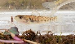 Etheostoma smithi