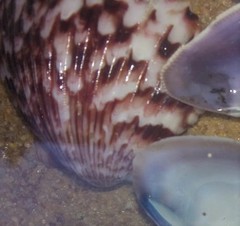 Argopecten ventricosus