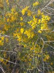 Xylothamia diffusa