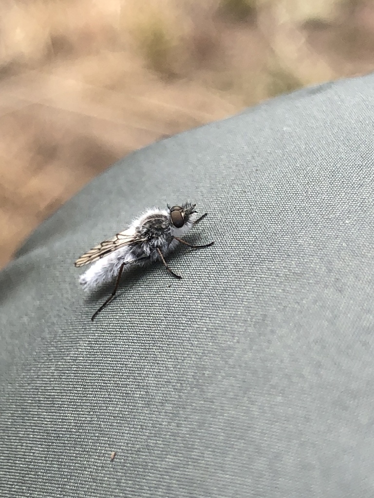 Tabudamima melanophleba