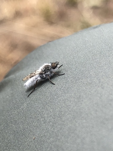 Tabudamima melanophleba