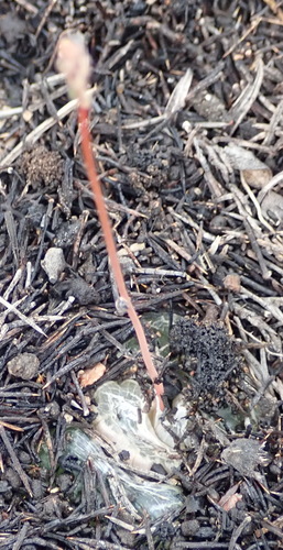 Bulbine mesembryanthoides