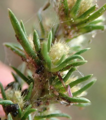 Ifloga glomerata