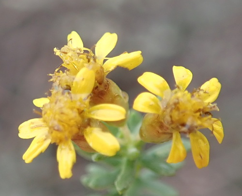 Image of Oedera genistifolia by (c) Nicola van Berkel, some rights reserved (CC BY-SA)