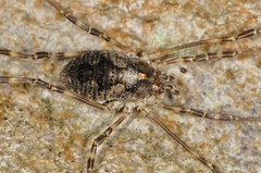 Odiellus