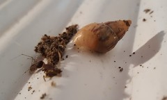 Drymaeus semistriatus