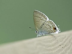 Catochrysops panormus exiguus