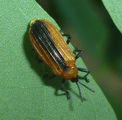 Odontota dorsalis