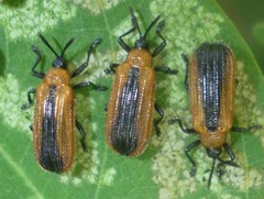 Odontota dorsalis