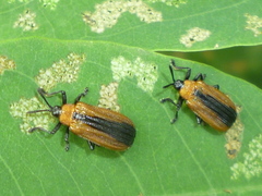 Odontota dorsalis