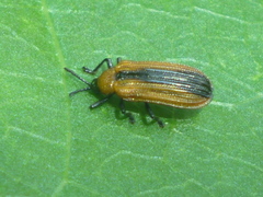 Odontota dorsalis